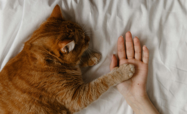 Cat sitter blog