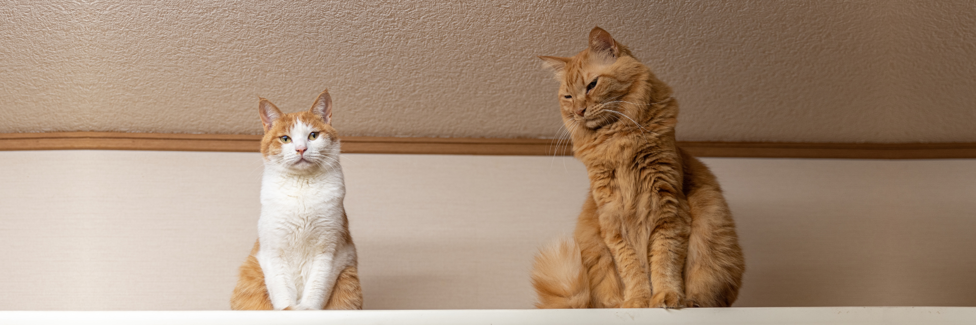 Adopt a cat