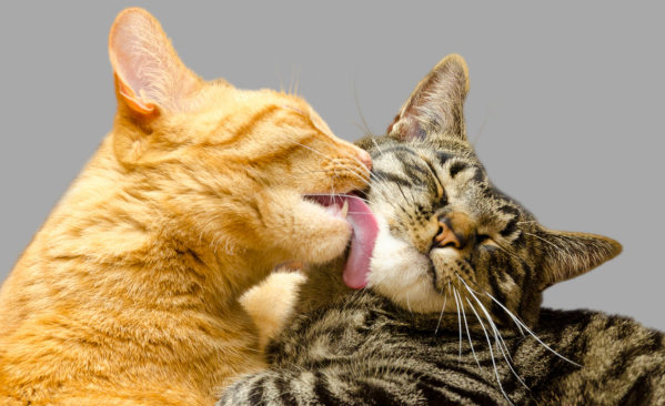 Katze adoptieren Katzen Nassfutter